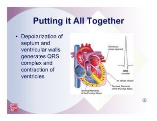 Putting it All Together
•  Depolarization of
septum and
ventricular walls
generates QRS
complex and
contraction of
ventricles
I
 