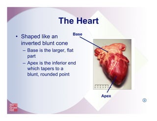 The Heart
•  Shaped like an
inverted blunt cone
–  Base is the larger, flat
part
–  Apex is the inferior end
which tapers to a
blunt, rounded point
Apex
Base
I
 