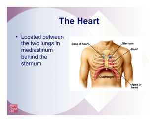 The Heart
•  Located between
the two lungs in
mediastinum
behind the
sternum
 