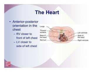 The Heart
•  Anterior-posterior
orientation in the
chest
–  RV closer to
front of left chest
–  LV closer to
side of left chest
 
