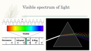 Visible spectrum of light
 
