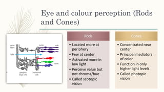 Eye and colour perception (Rods
and Cones)
Rods
• Located more at
periphery
• Few at center
• Activated more in
low light
• Perceive value but
not chroma/hue
• Called scotopic
vision
Cones
• Concentrated near
center
• Principal mediators
of color
• Function in only
higher light levels
• Called photopic
vision
 