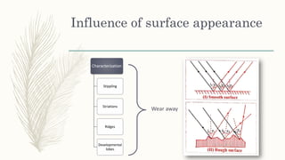 Influence of surface appearance
Characterization
Stippling
Striations
Ridges
Developmental
lobes
Wear away
 