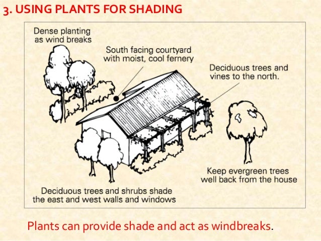 plants for shading Shading