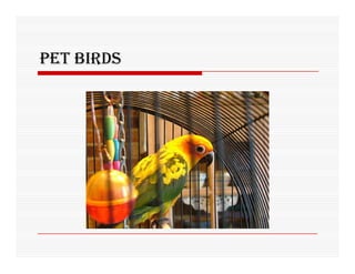 PET BIRDS
 