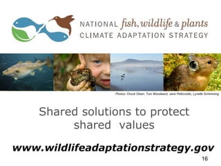 Shared solutions to protect
shared values
16
Photos: Chuck Olsen, Tom Woodward, Jane Pellicciotto, Lynette Schimming
www.wildlifeadaptationstrategy.gov
 