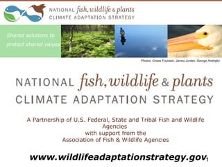 A Partnership of U.S. Federal, State and Tribal Fish and Wildlife
Agencies
with support from the
Association of Fish & Wildlife Agencies
Shared solutions to
protect shared values
1
Photos: Chase Fountain, James Jordan, George Andrejko
www.wildlifeadaptationstrategy.gov
 