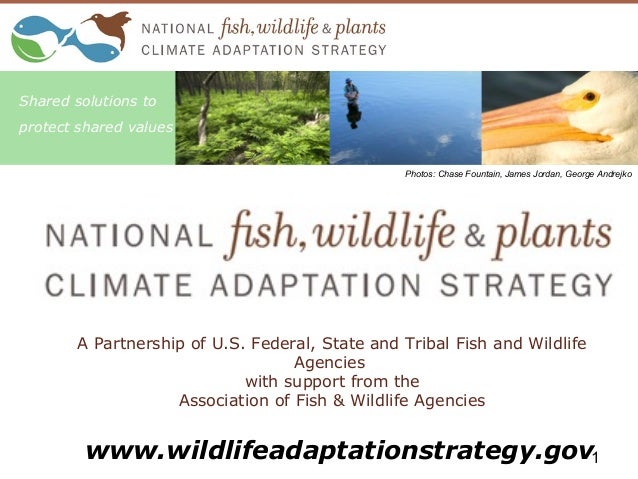 Adaptation dissertation strategic