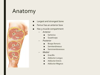 Anatomy
■ Largest and strongest bone
■ Femur has an anterior bow
■ Has 3 muscle compartment
– Anterior
■ Sartorius
■ Quadriceps
– Posterior
■ Biceps femoris
■ Semitendineous
■ Semimembranosus
– Medial
■ Gracillis
■ Adductor Longus
■ Adductor brevis
■ Adductor Magnus
 