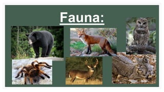Fauna:
 