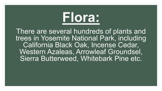 Flora:
There are several hundreds of plants and
trees in Yosemite National Park, including
California Black Oak, Incense Cedar,
Western Azaleas, Arrowleaf Groundsel,
Sierra Butterweed, Whitebark Pine etc.
 