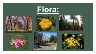 Flora:
 