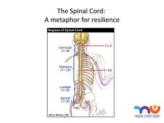 The Spinal Cord:
A metaphor for resilience




      -
 