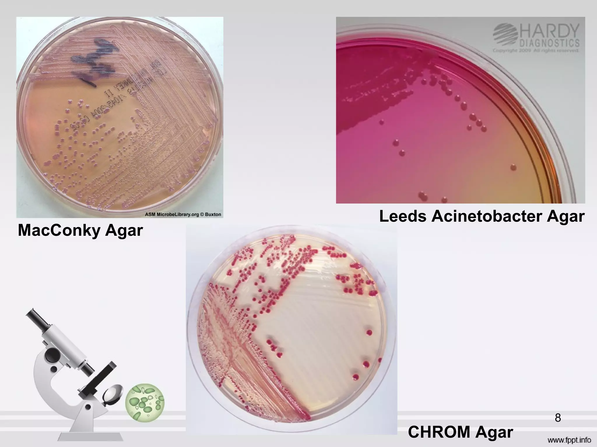 Acinetobacter | PPT