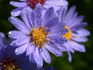 Shahdat  five pillars of islam final