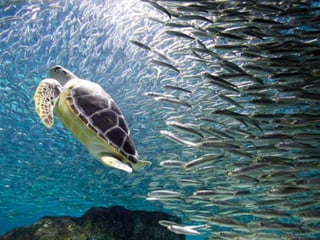 Shahdat  five pillars of islam final