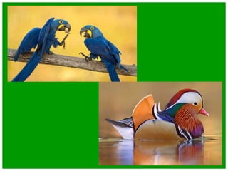 Shahdat  five pillars of islam final