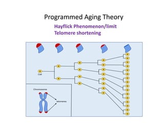 Programmed Aging Theory
Hayflick Phenomenon/limit
Telomere shortening
 