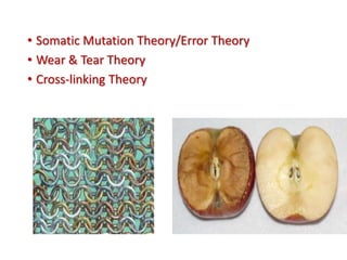 • Somatic Mutation Theory/Error Theory
• Wear & Tear Theory
• Cross-linking Theory
 