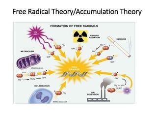 Free Radical Theory/Accumulation Theory
 