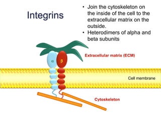 Integrins Cell membrane physiology and pharmacology | PPTX