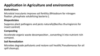 Application in Agriculture and environment
Biofertilizers
Microbial inoculants improve soil fertility (Rhizobium for nitrogen
fixation ,phosphate solubilizing bacteria ).
Biopesticides
Suppress plant pathogens and pests naturally(Bacillus thuringiensis for
insect control)
Composting
Accelerate organic waste decomposition , converting it into nutrient rich
compost.
Soil Remediation
Microbes degrade pollutants and restore soil health( Pseudomonas for oil
spill cleanup).
 