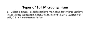 Types of Soil Microorganisms
1 – Bacteria: Single – celled organisms most abundant microorganisms
in soil . Most abundant microorganisms,billions in just a teaspoon of
soil , 0.5 to 5 micrometers in size .
 
