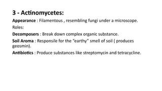 3 - Actinomycetes:
Appearance : Filamentous , resembling fungi under a microscope.
Roles:
Decomposers : Break down complex organic substance.
Soil Aroma : Responsile for the “earthy” smell of soil ( produces
geosmin).
Antibiotics : Produce substances like streptomycin and tetracycline.
 