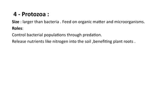 4 - Protozoa :
Size : larger than bacteria . Feed on organic matter and microorganisms.
Roles:
Control bacterial populations through predation.
Release nutrients like nitrogen into the soil ,benefiting plant roots .
 