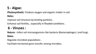 5 - Algae:
Photosynthetic: Produce oxygen and organic matter in soil.
Roles:
Improve soil structure by binding particles .
Enhance soil fertility , especially in flooded conditions .
6 - Viruses :
Nature : Infect soil microorganisms like bacteria (Bacteriophages ) and fungi.
Roles:
Regulate microbial populations .
Facilitate horizontal gene transfer among microbes.
 