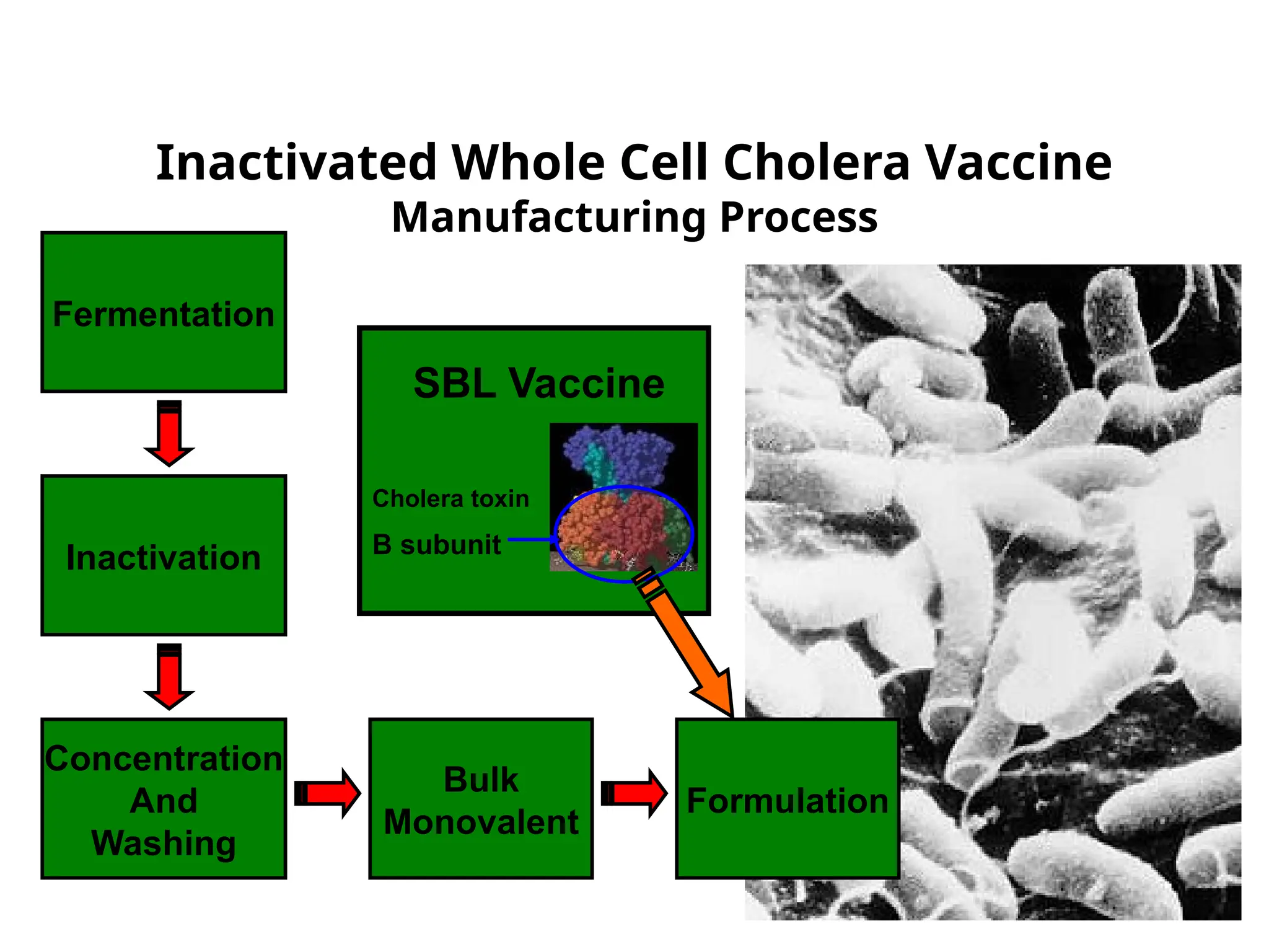 10
Inactivated Whole Cell Cholera Vaccine
Manufacturing Process
Fermentation
Concentration
And
Washing
Inactivation
Bulk
Monovalent
Formulation
SBL Vaccine
Cholera toxin
B subunit
 