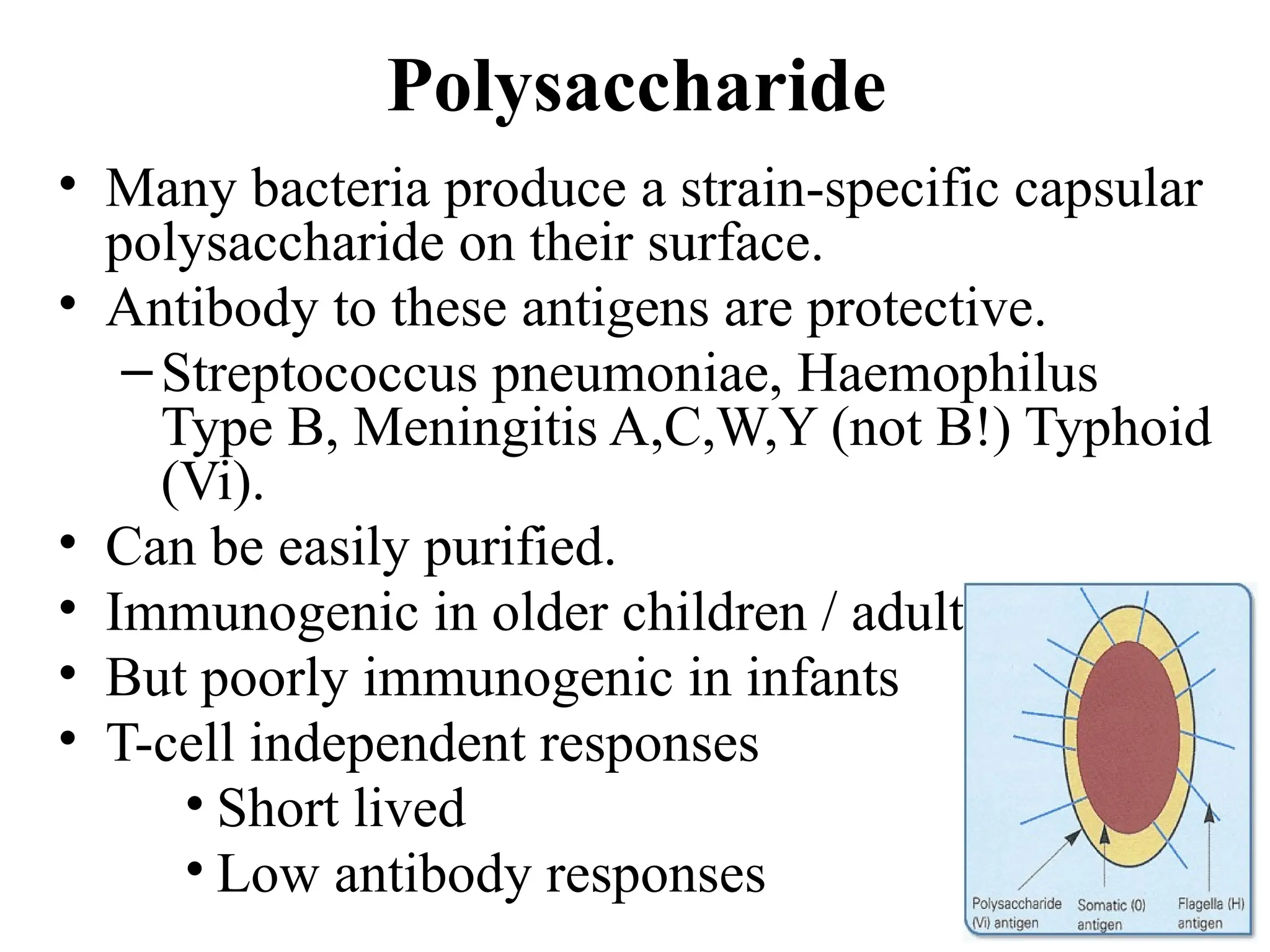 12
Polysaccharide
• Many bacteria produce a strain-specific capsular
polysaccharide on their surface.
• Antibody to these antigens are protective.
–Streptococcus pneumoniae, Haemophilus
Type B, Meningitis A,C,W,Y (not B!) Typhoid
(Vi).
• Can be easily purified.
• Immunogenic in older children / adults.
• But poorly immunogenic in infants
• T-cell independent responses
• Short lived
• Low antibody responses
 