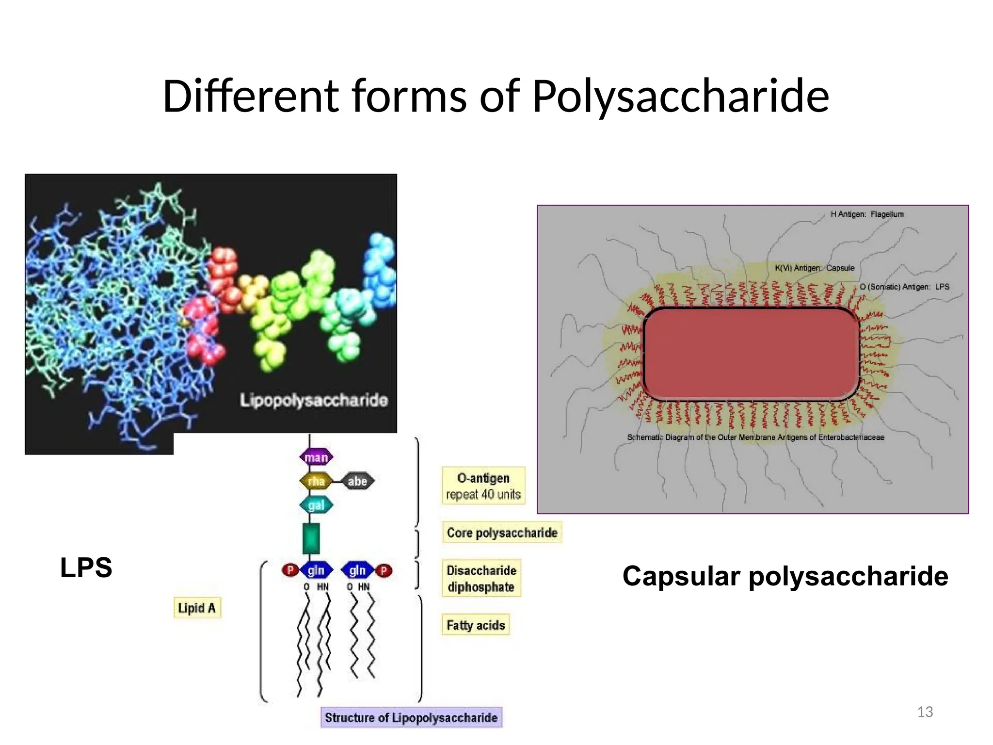 13
Different forms of Polysaccharide
LPS Capsular polysaccharide
 