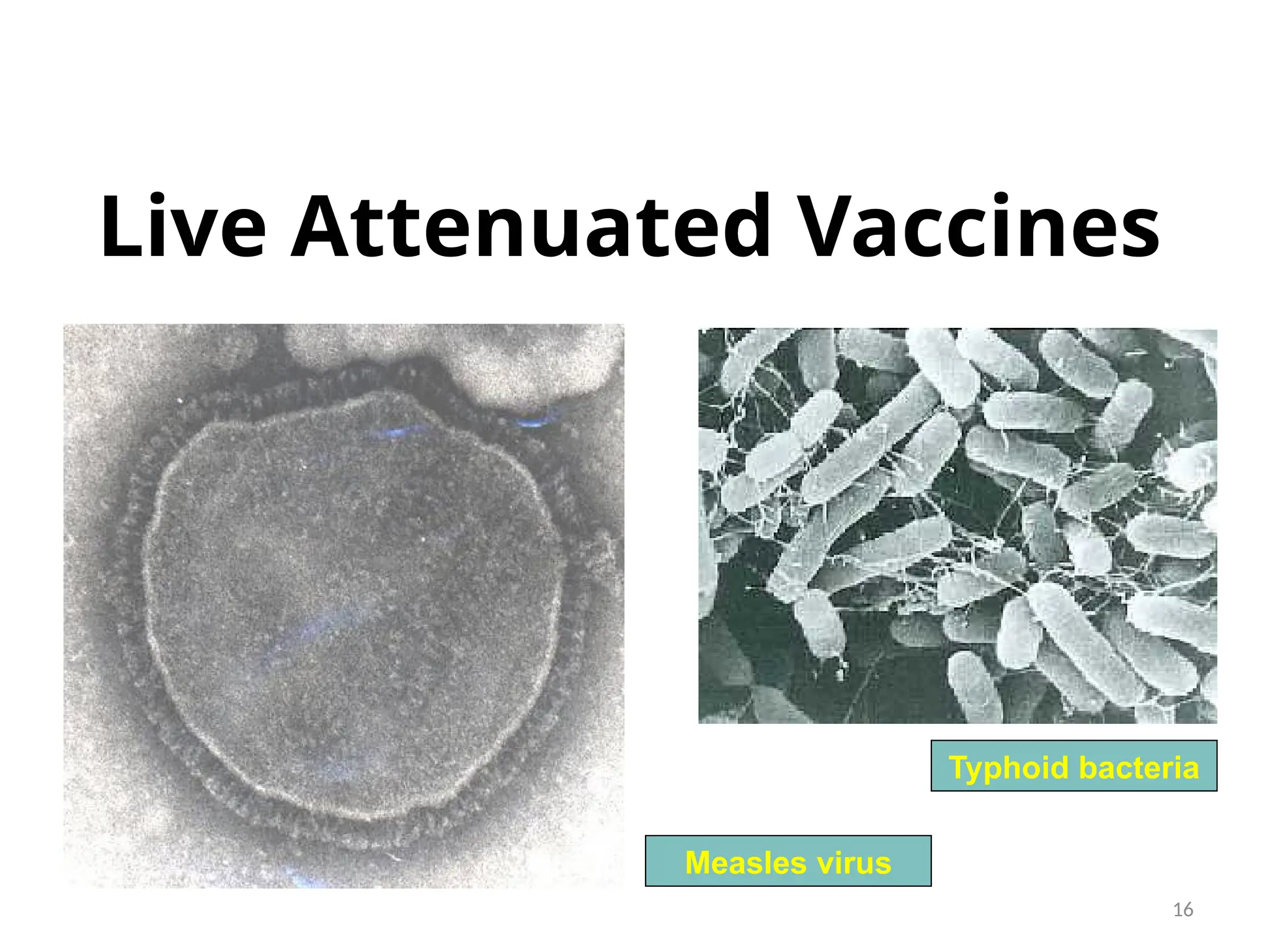 16
Live Attenuated Vaccines
Typhoid bacteria
Measles virus
 