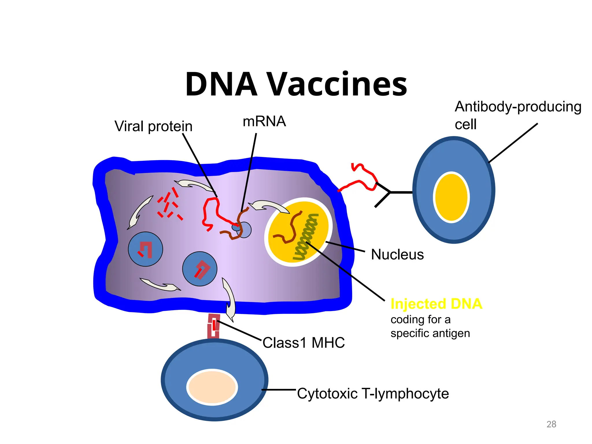 28
Injected DNA
coding for a
specific antigen
Antibody-producing
cell
Cytotoxic T-lymphocyte
Class1 MHC
mRNA
Viral protein
Nucleus
DNA Vaccines
 