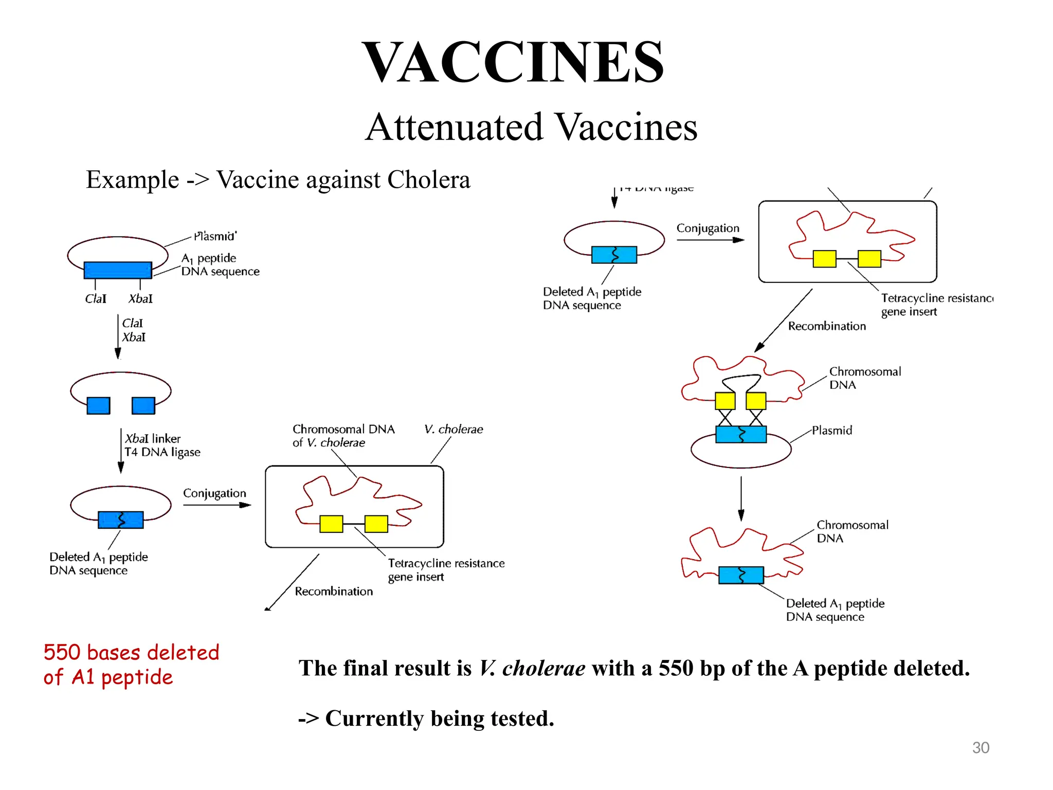 Attenuated Vaccines
VACCINES
Example -> Vaccine against Cholera
550 bases deleted
of A1 peptide The final result is V. cholerae with a 550 bp of the A peptide deleted.
-> Currently being tested.
30
 