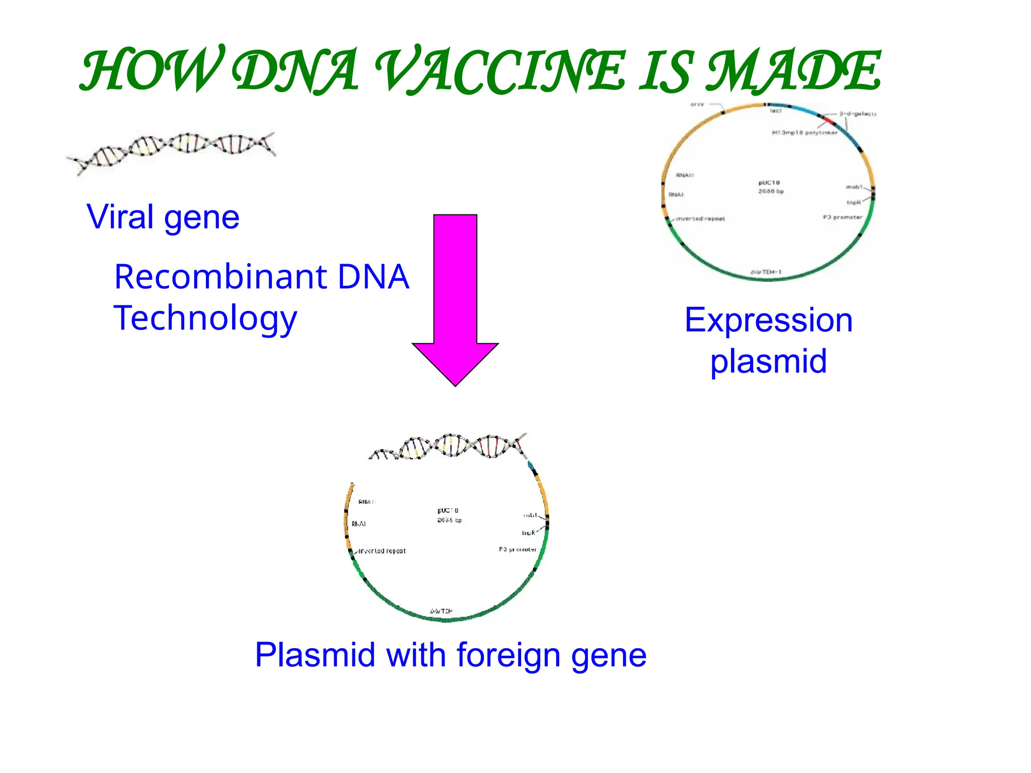 HOW DNA VACCINE IS MADE
Viral gene
Expression
plasmid
Plasmid with foreign gene
Recombinant DNA
Technology
 