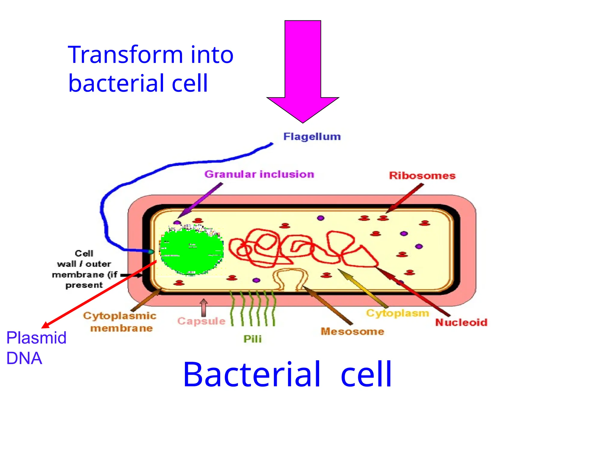 Bacterial cell
Transform into
bacterial cell
Plasmid
DNA
 