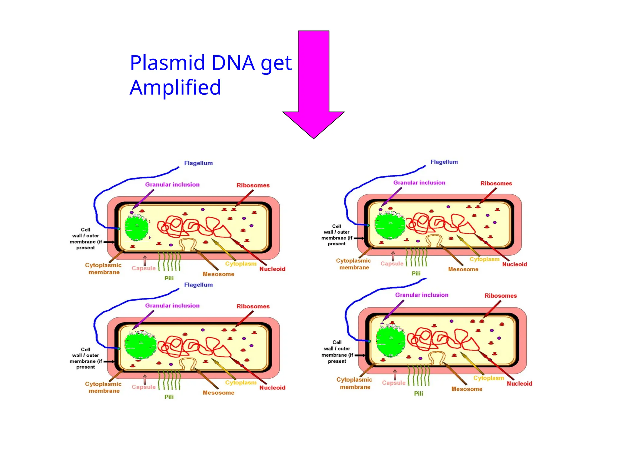 Plasmid DNA get
Amplified
 