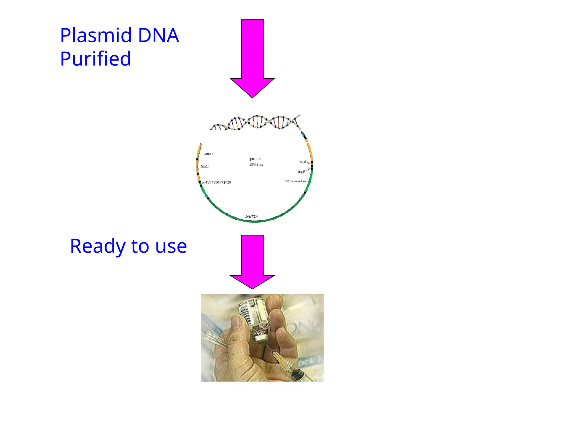 Plasmid DNA
Purified
Ready to use
 