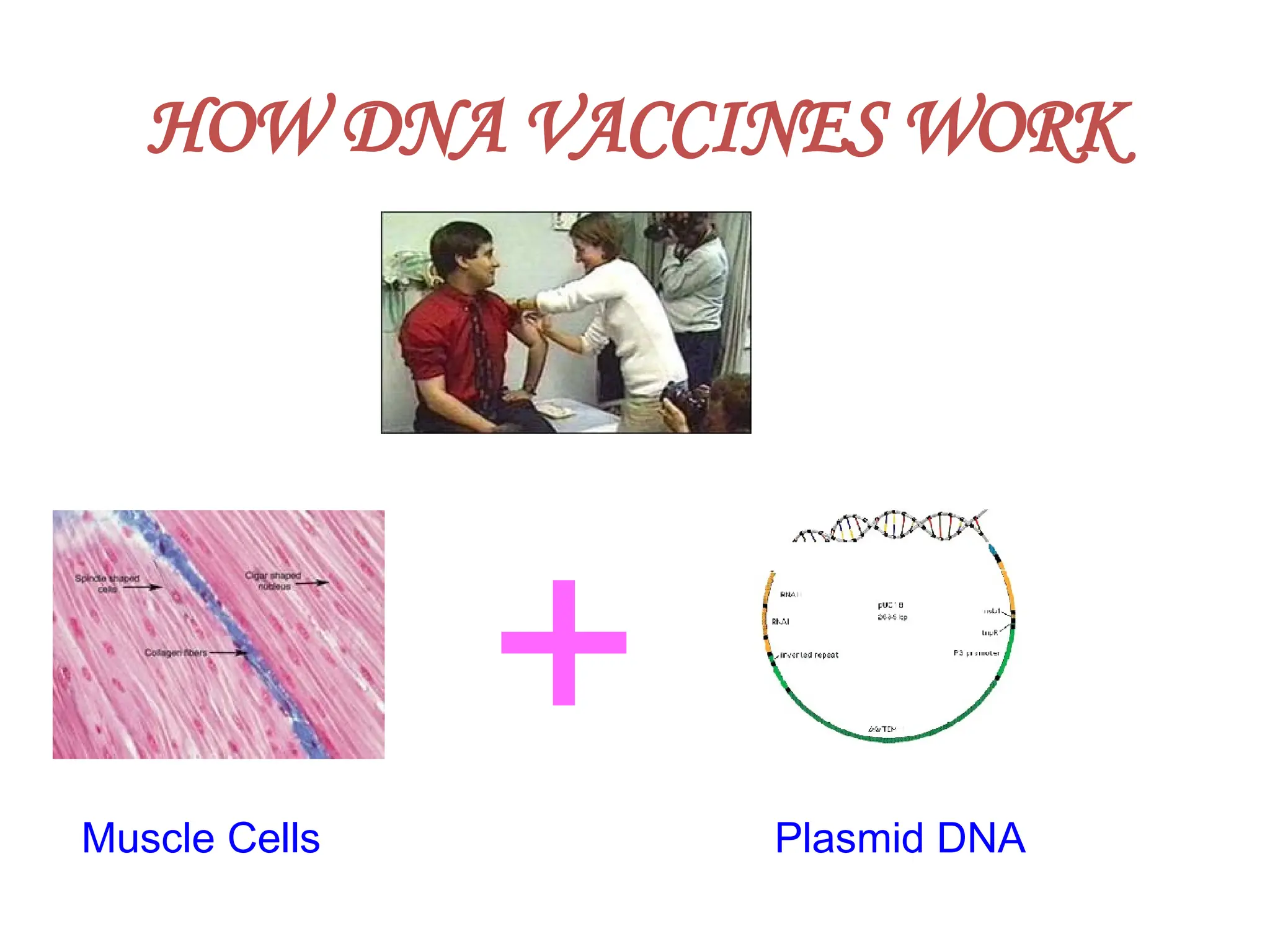 HOW DNA VACCINES WORK
Muscle Cells Plasmid DNA
+
 