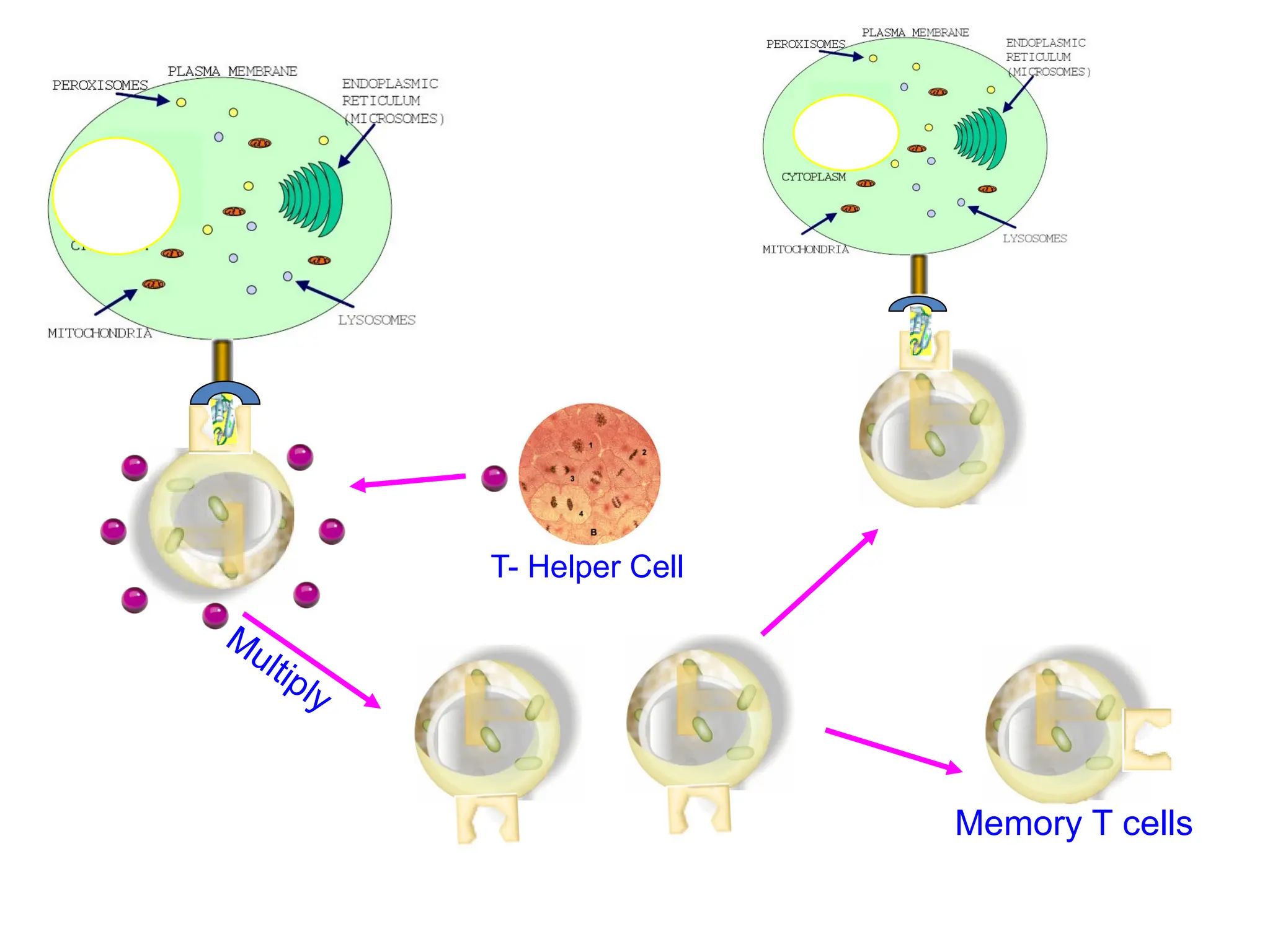 Multiply
Memory T cells
T- Helper Cell
 