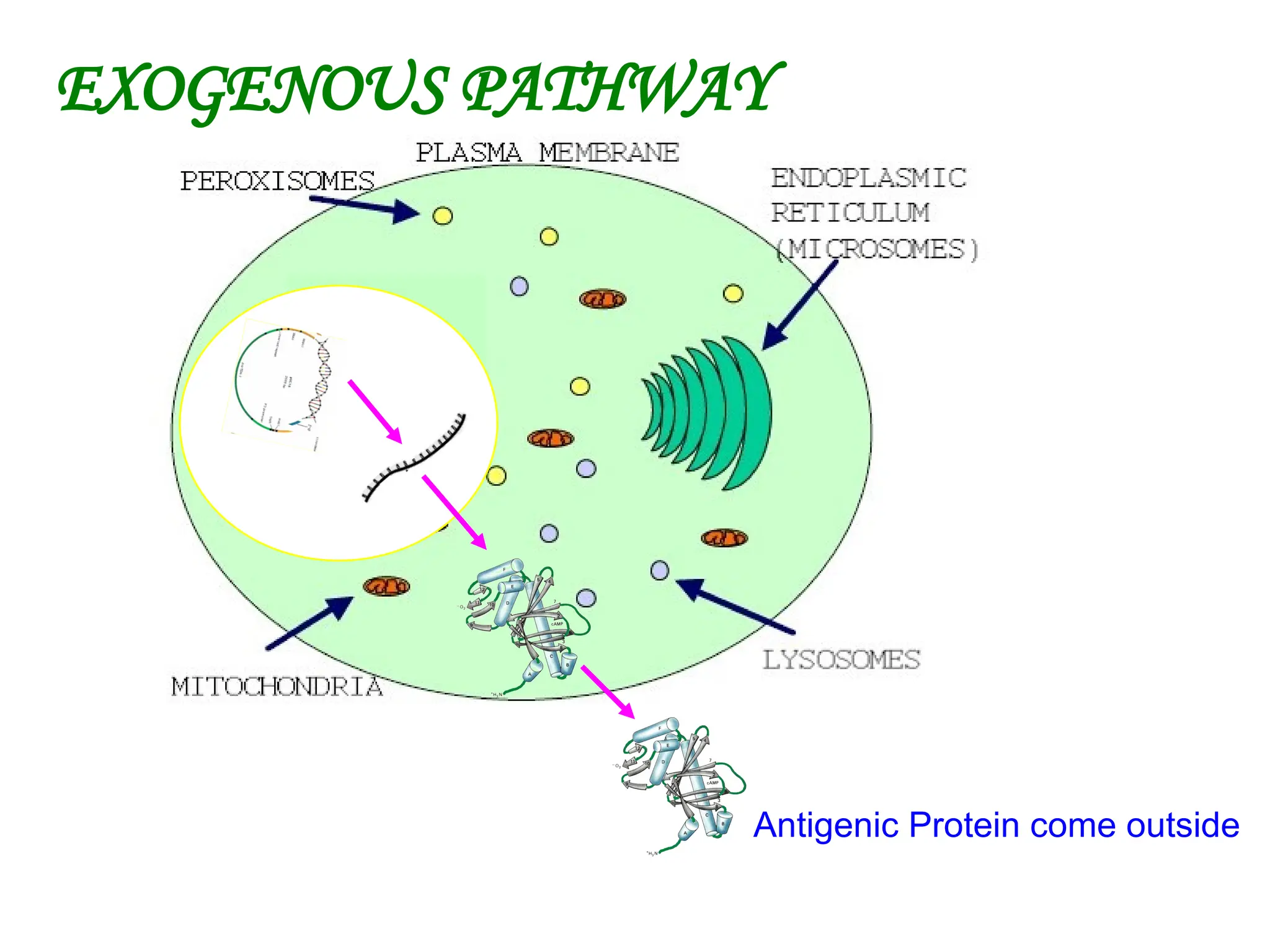 EXOGENOUS PATHWAY
Antigenic Protein come outside
 