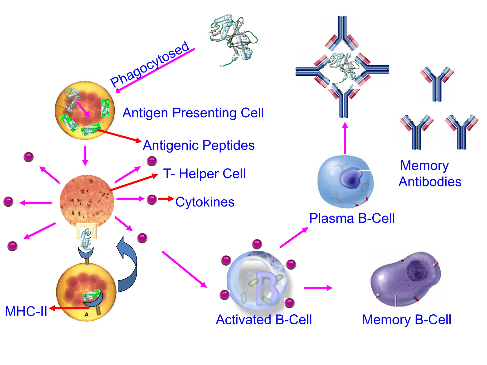 Phagocytosed
Antigen Presenting Cell
Antigenic Peptides
T- Helper Cell
Cytokines
Activated B-Cell Memory B-Cell
Plasma B-Cell
Memory
Antibodies
MHC-II
 