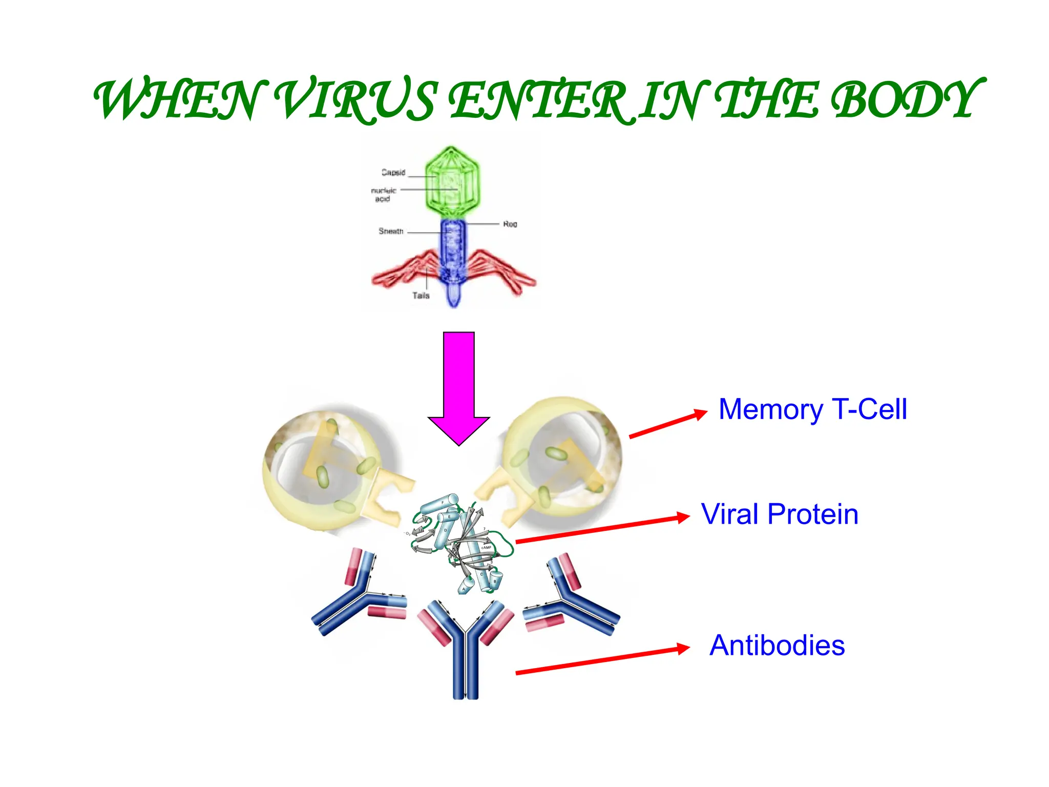 WHEN VIRUS ENTER IN THE BODY
Viral Protein
Memory T-Cell
Antibodies
 