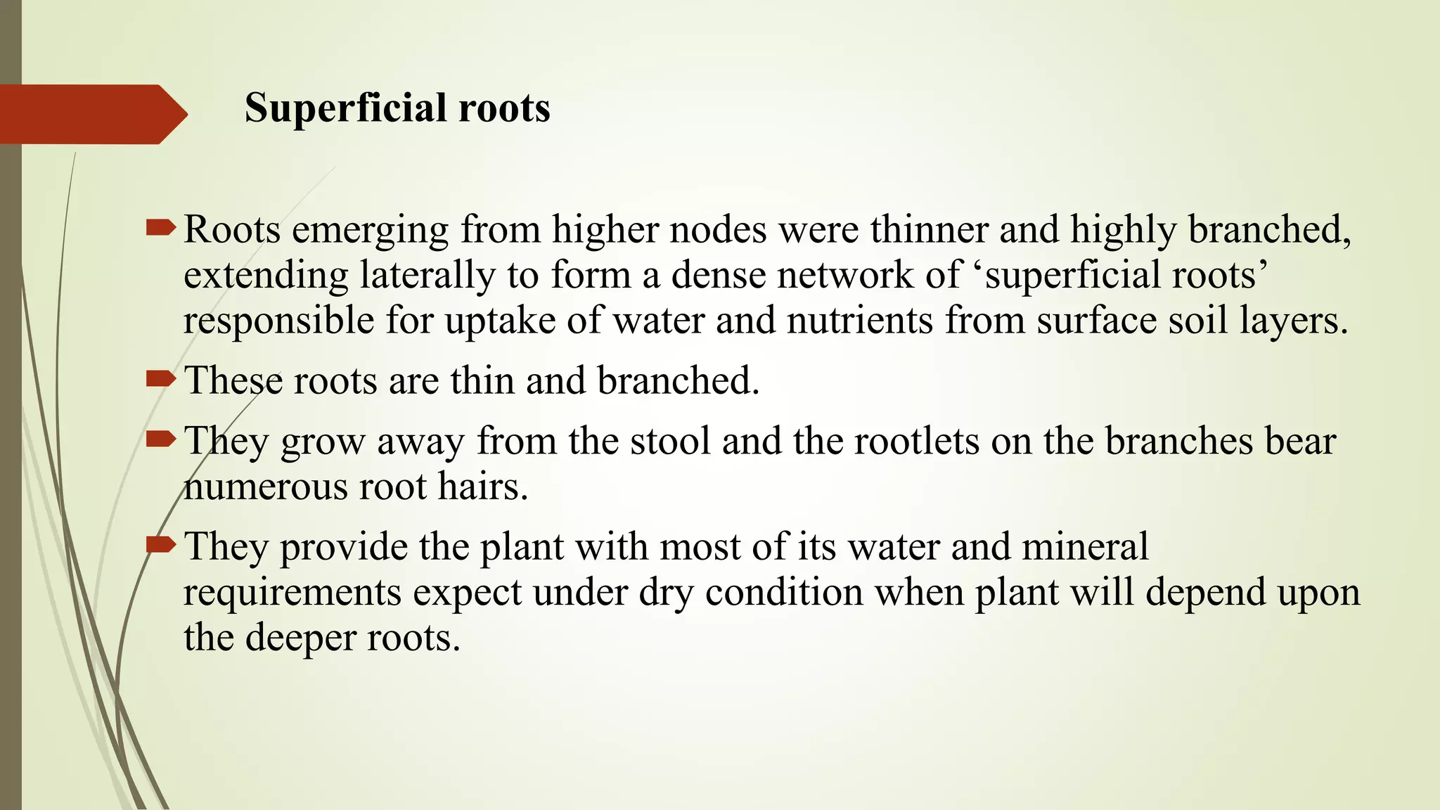 Physiology of Roots in Sugarcane | PPTX