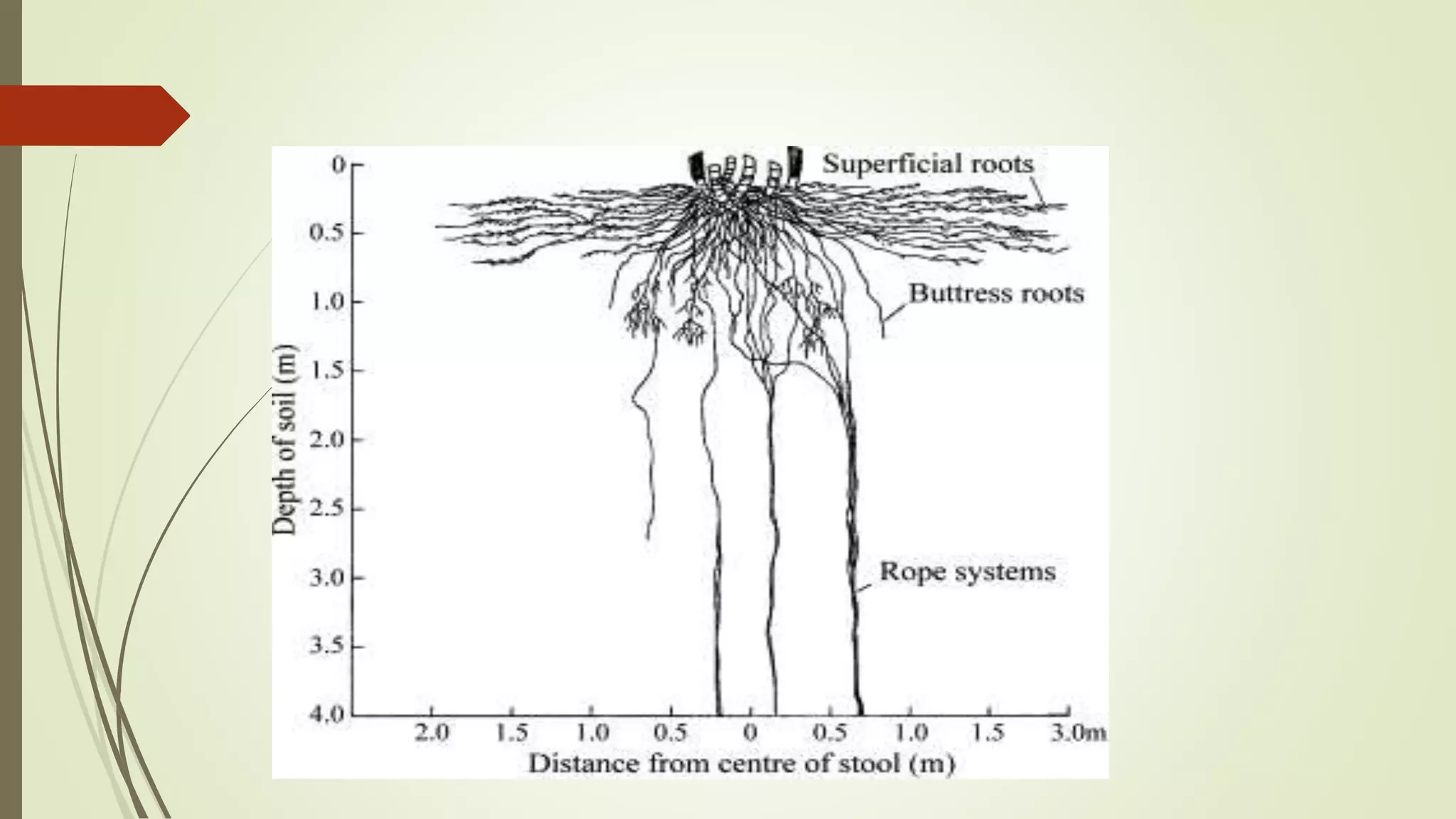 Physiology of Roots in Sugarcane | PPTX