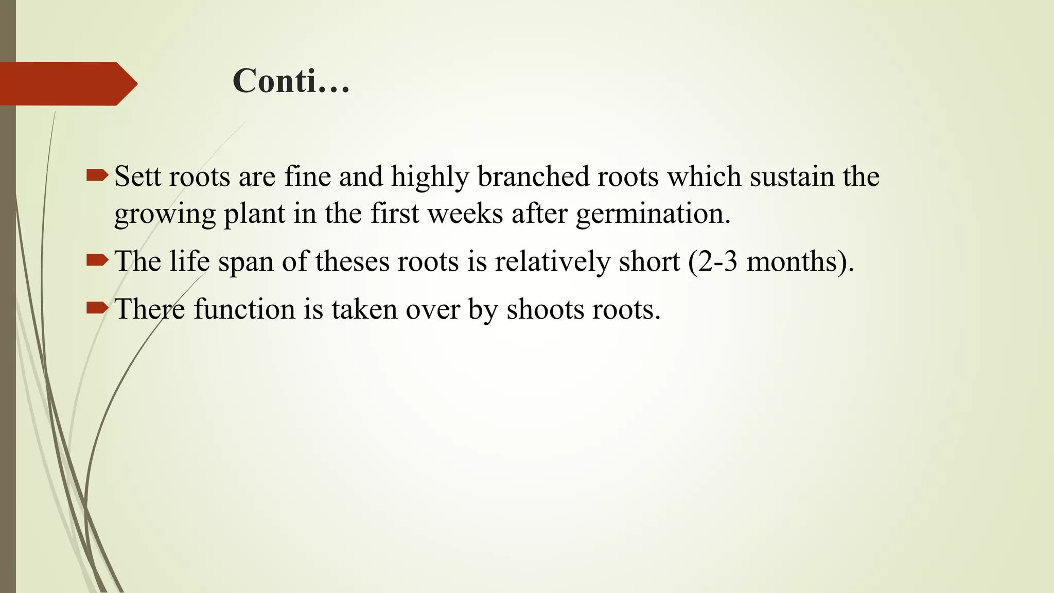 Physiology of Roots in Sugarcane | PPTX