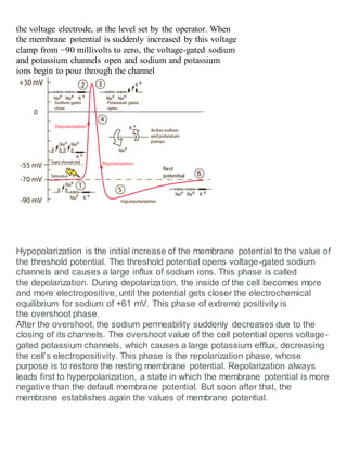 the voltage electrode, at the level set by the operator. When
the membrane potential is suddenly increased by this voltage
clamp from −90 millivolts to zero, the voltage-gated sodium
and potassium channels open and sodium and potassium
ions begin to pour through the channel
Hypopolarization is the initial increase of the membrane potential to the value of
the threshold potential. The threshold potential opens voltage-gated sodium
channels and causes a large influx of sodium ions. This phase is called
the depolarization. During depolarization, the inside of the cell becomes more
and more electropositive, until the potential gets closer the electrochemical
equilibrium for sodium of +61 mV. This phase of extreme positivity is
the overshoot phase.
After the overshoot, the sodium permeability suddenly decreases due to the
closing of its channels. The overshoot value of the cell potential opens voltage-
gated potassium channels, which causes a large potassium efflux, decreasing
the cell’s electropositivity. This phase is the repolarization phase, whose
purpose is to restore the resting membrane potential. Repolarization always
leads first to hyperpolarization, a state in which the membrane potential is more
negative than the default membrane potential. But soon after that, the
membrane establishes again the values of membrane potential.
 