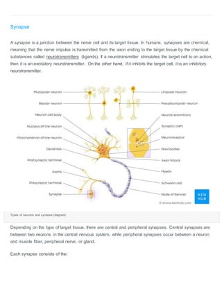 Synapse
A synapse is a junction between the nerve cell and its target tissue. In humans, synapses are chemical,
meaning that the nerve impulse is transmitted from the axon ending to the target tissue by the chemical
substances called neurotransmitters (ligands). If a neurotransmitter stimulates the target cell to an action,
then it is an excitatory neurotransmitter. On the other hand, if it inhibits the target cell, it is an inhibitory
neurotransmitter.
Types of neurons and synapse (diagram)
Depending on the type of target tissue, there are central and peripheral synapses. Central synapses are
between two neurons in the central nervous system, while peripheral synapses occur between a neuron
and muscle fiber, peripheral nerve, or gland.
Each synapse consists of the:
 
